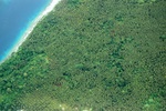 Cocoa plantations, Russel Islands.