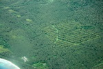 Lots of cocoa nuts...