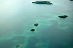 Corals.